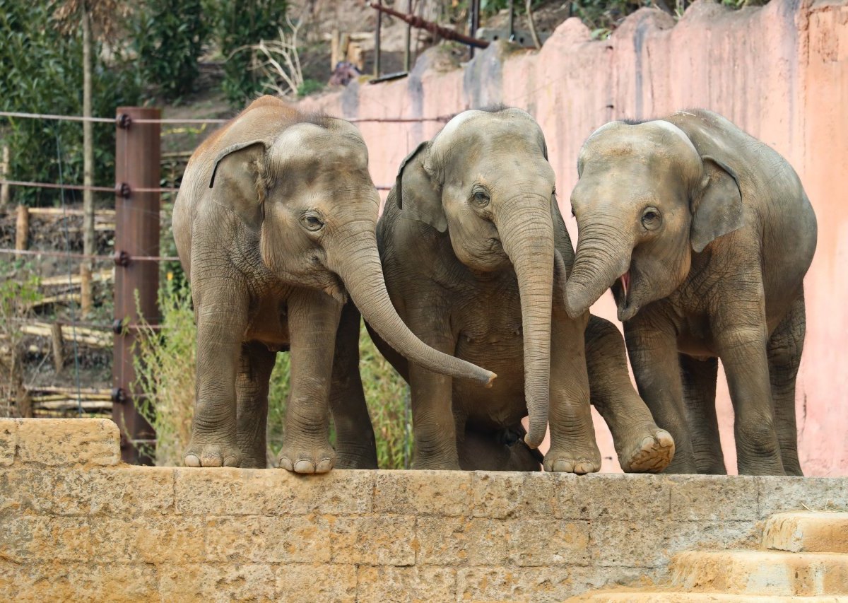 zoo hannover elefanten