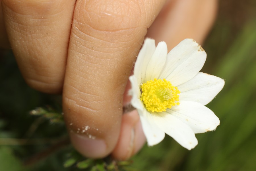 Die Brockenanemone findest du deutschlandweit nur im Harz . (Archivbild)