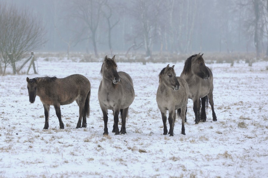 Seit 2004 leben die vier Wildpferde im Naturschutzgebiet bei Wolfsburg. (Archivbild)