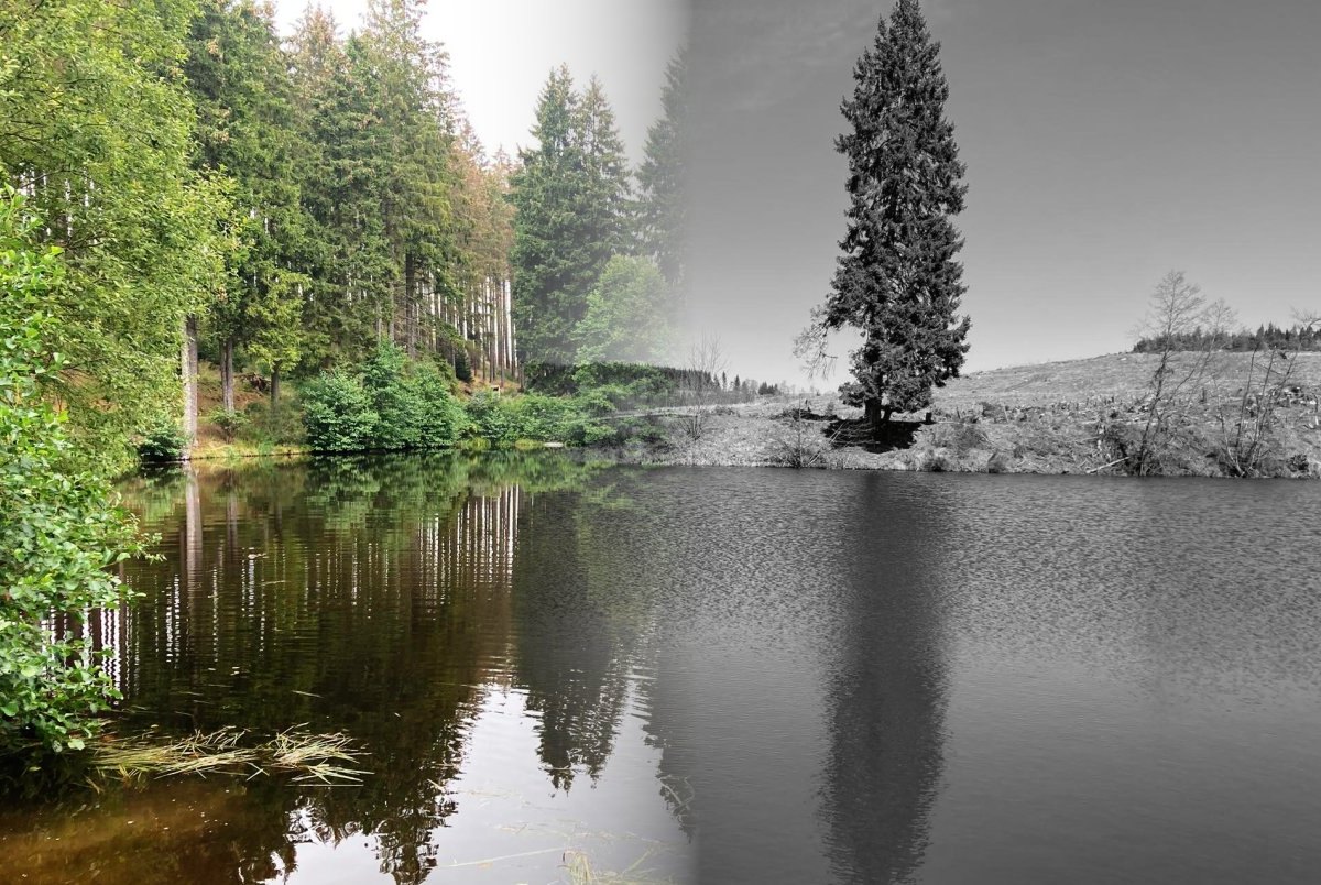 harz vorher nacher - Kopie.jpg