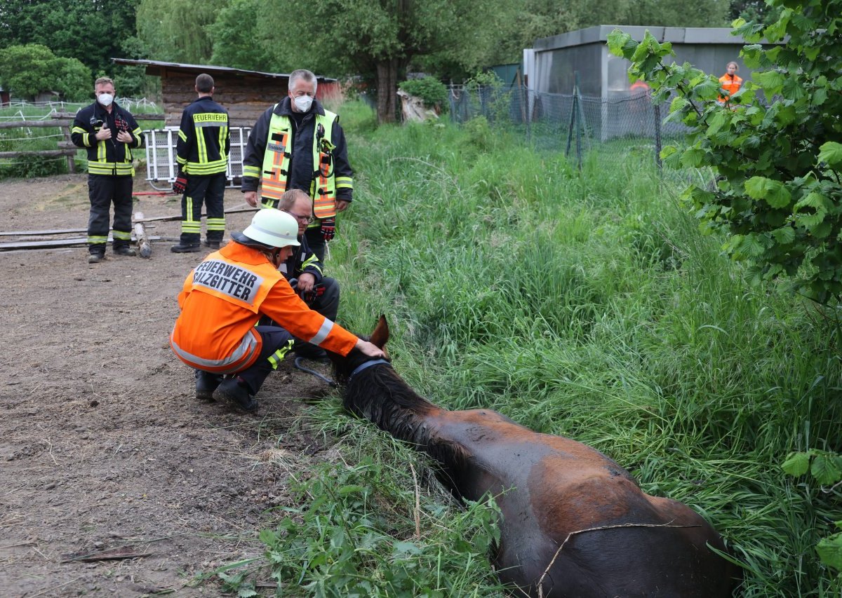 salzgitter pferd