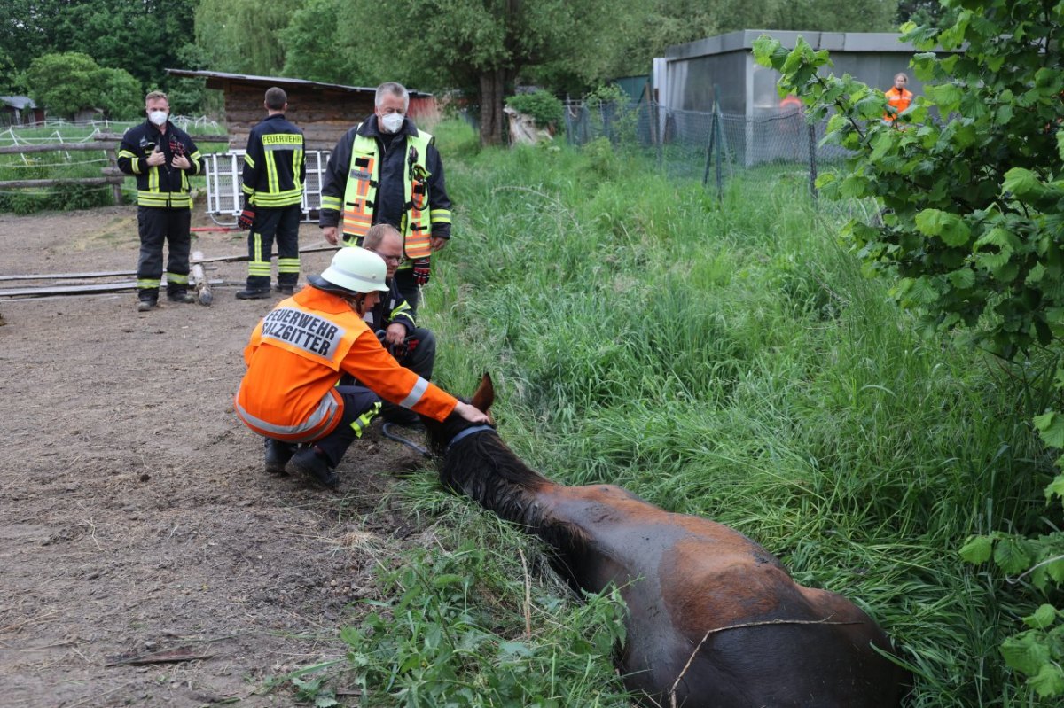 salzgitter pferd