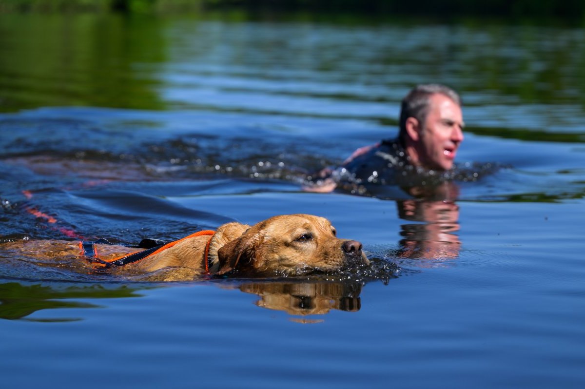 Braunschweig See Hund