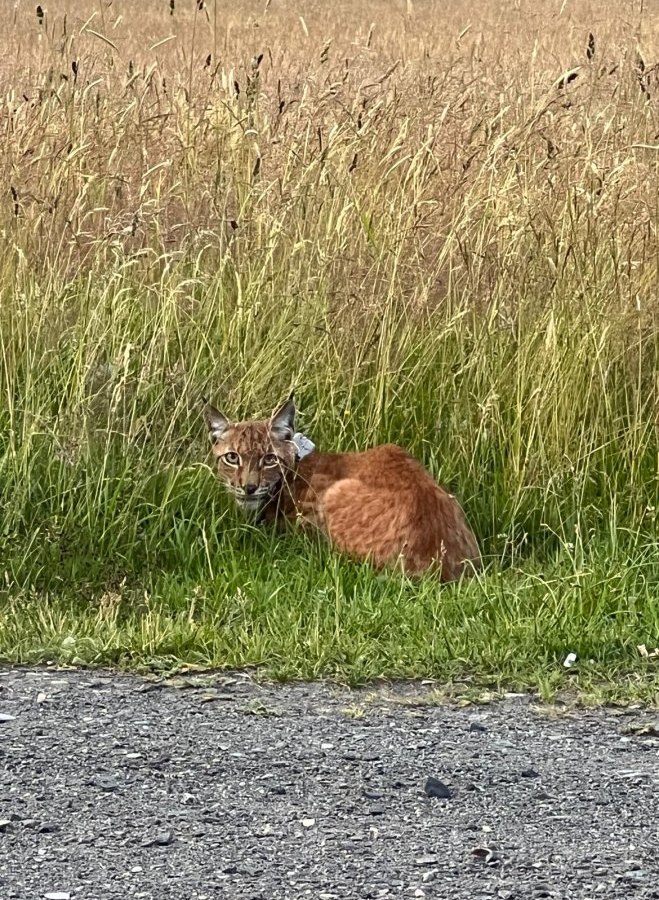 Harz-Luchs.jpg