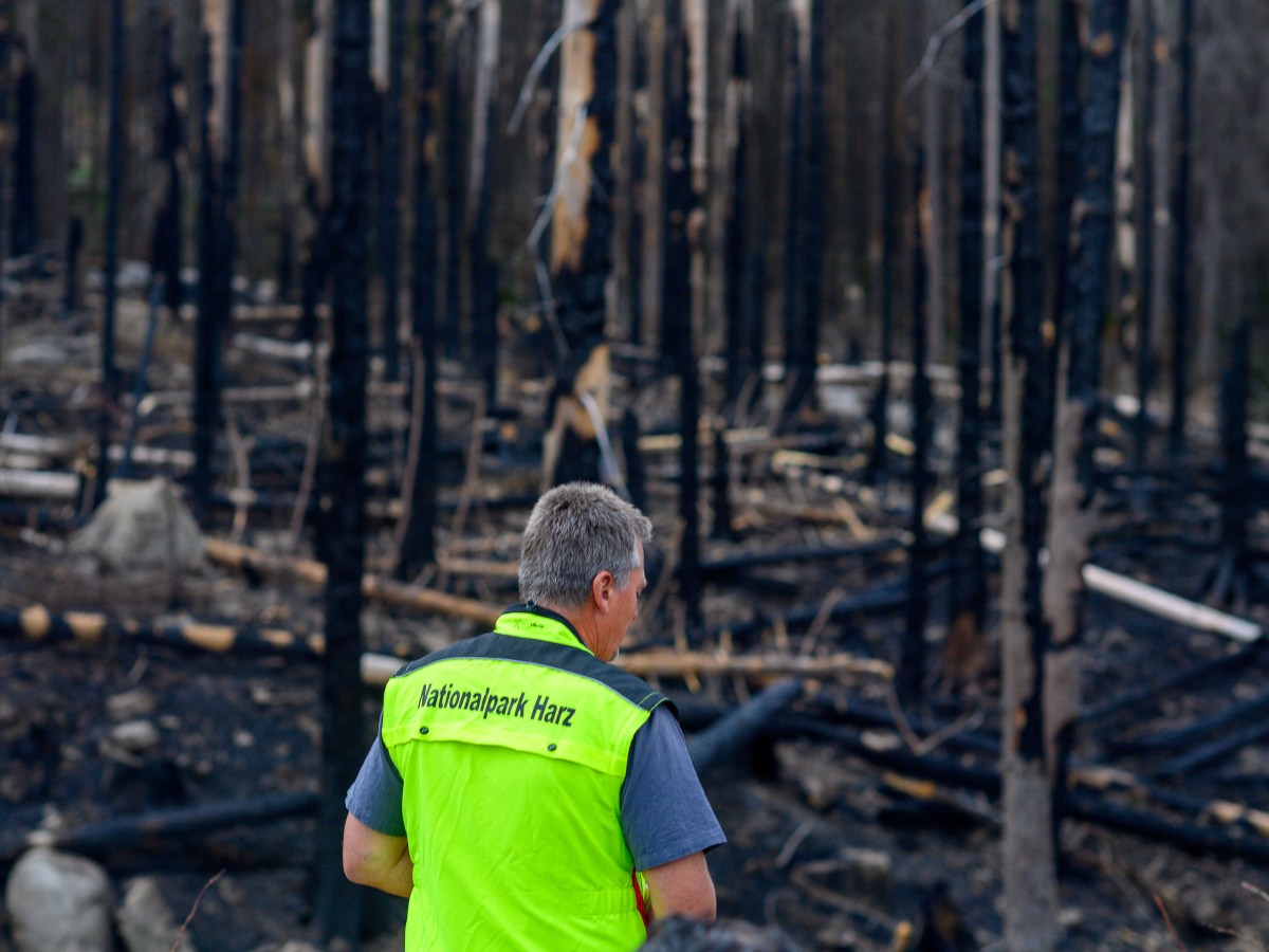 Die Suche nach der Ursache für den Großbrand im Harz dauert an