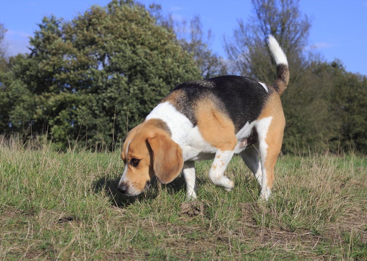 Hund in Braunschweig.jpg