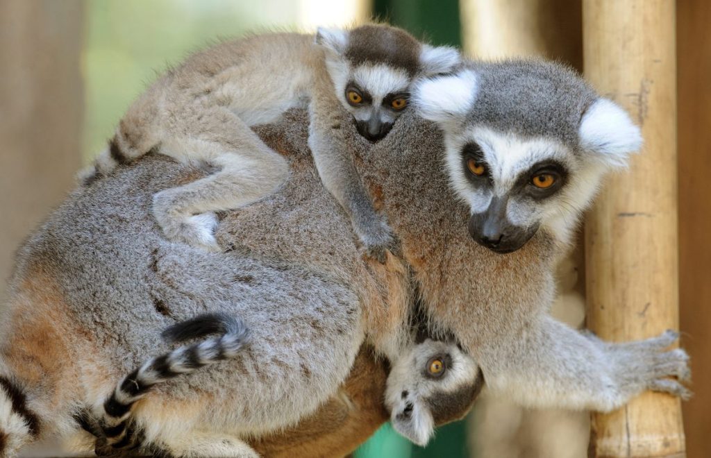 Zoo Braunschweig Affen Kattas