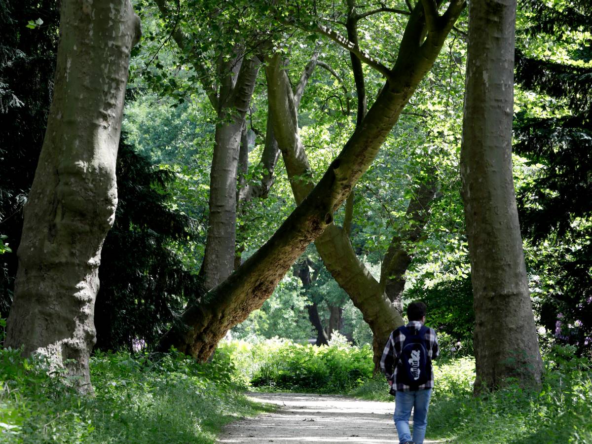 Mann geht im Wald spazieren