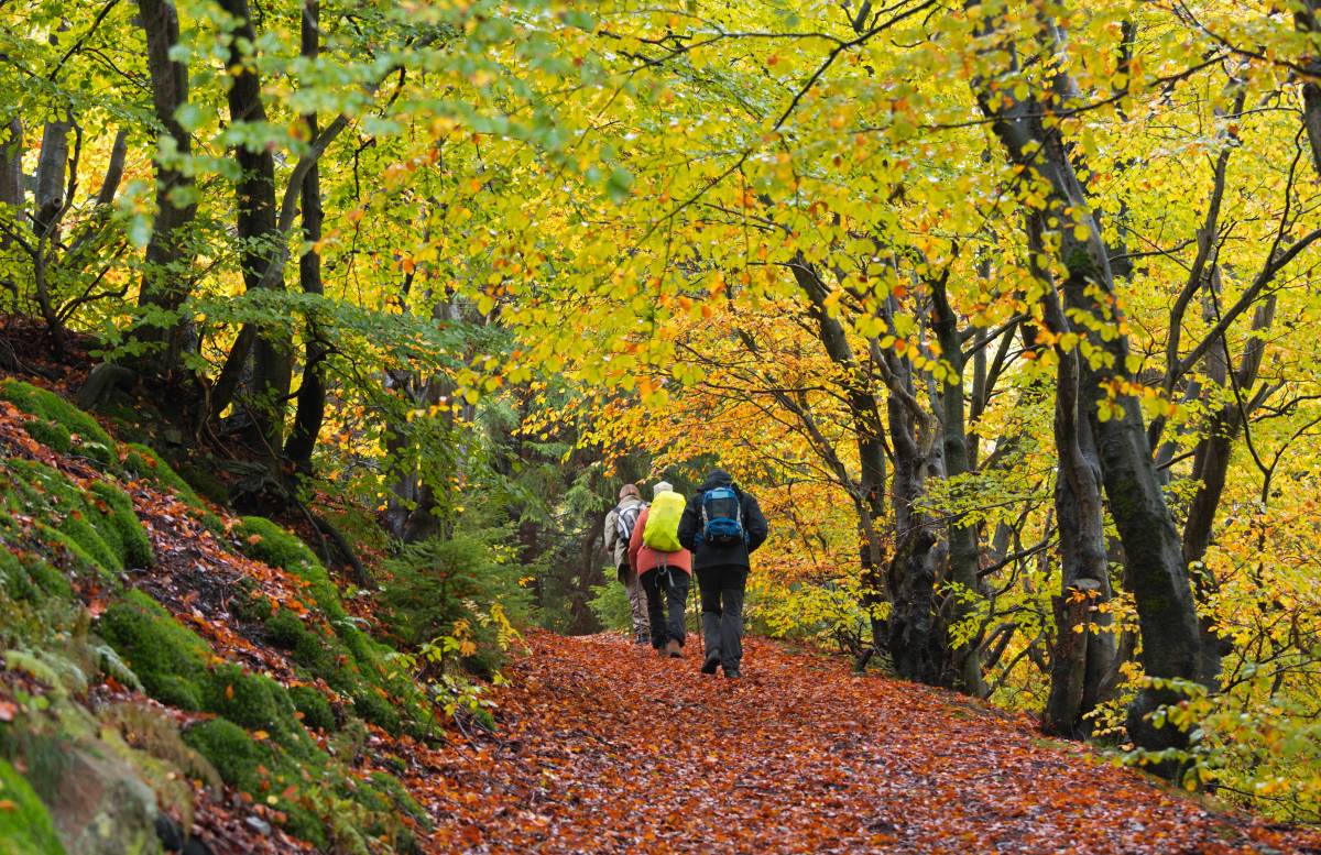 Wanderer auf Abwegen – das wird immer mehr zum Problem im Nationalpark Harz. Doch damit soll nun Schluss sein. (Symbolbild)