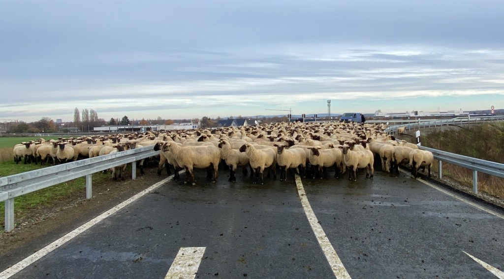 Tierisch was los auf einer Auffahrt zur A39 in Braunschweig!