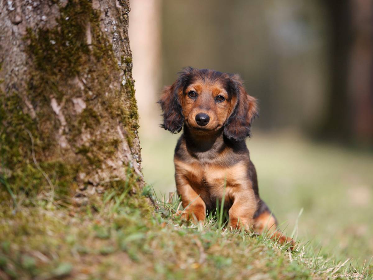 Hund in Niedersachsen