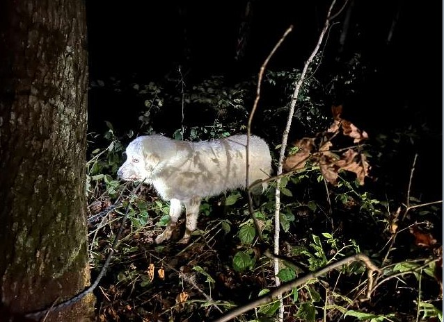 Wie traurig er guckt! Dieser Hund wurde in Hannover einfach ausgesetzt.