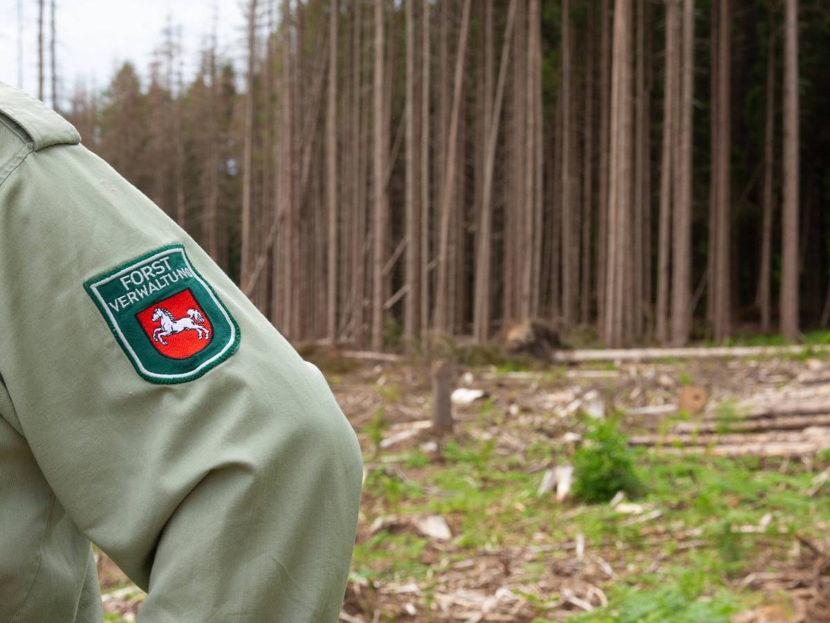 Förster sind in Alarmbereitschaft: Die Sturmsaison in Niedersachsen ist noch nicht vorbei! (Archivbild)