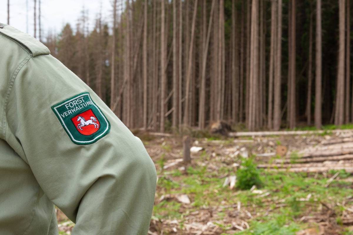 Förster sind in Alarmbereitschaft: Die Sturmsaison in Niedersachsen ist noch nicht vorbei! (Archivbild)