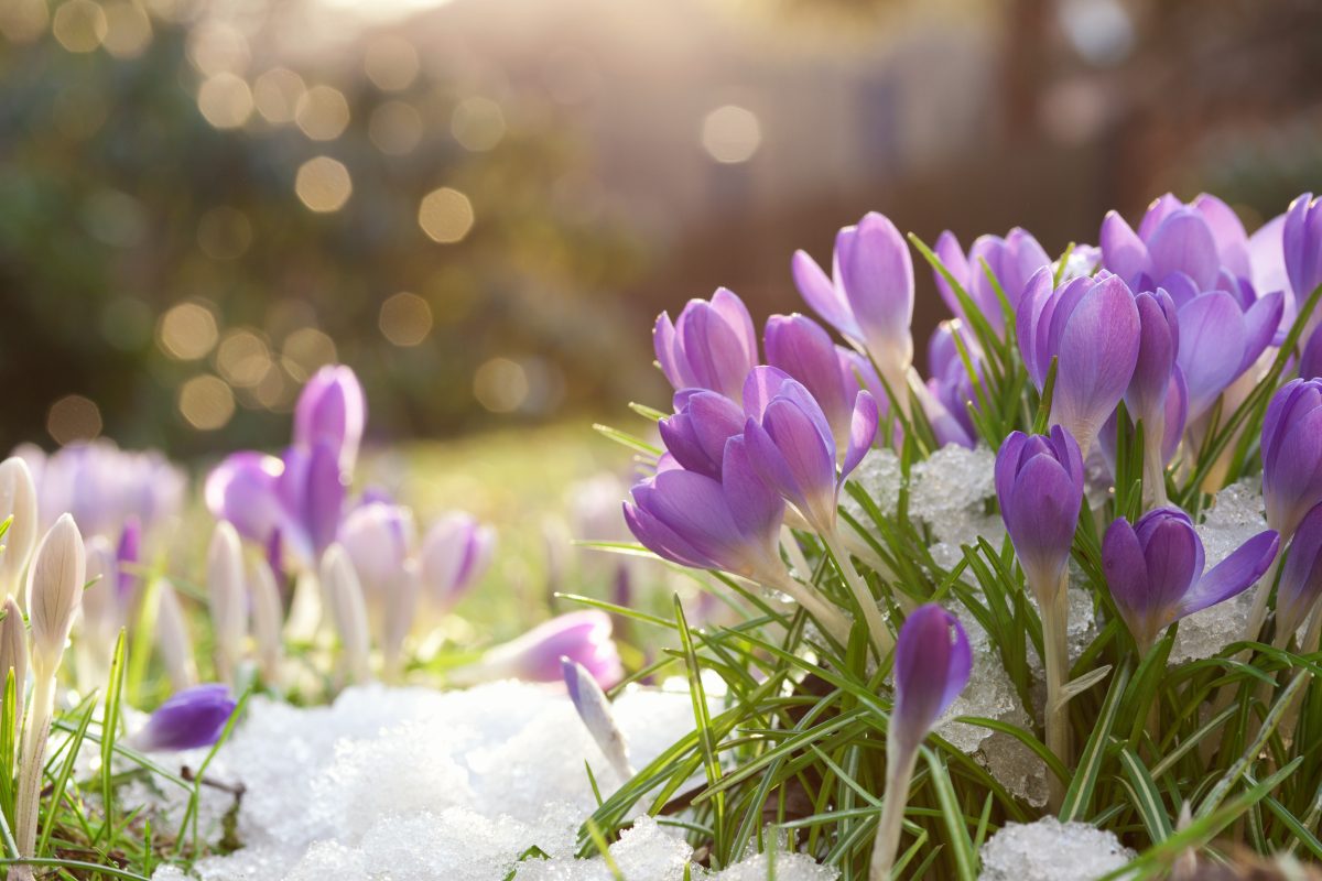 In Niedersachsen sieht es eindeutig nach Frühling aus. Zwar drohen aktuell Wind und Regen – es bleibt aber auffällig mild. Hier kommen die Aussichten.