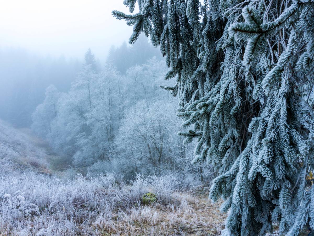 Harz