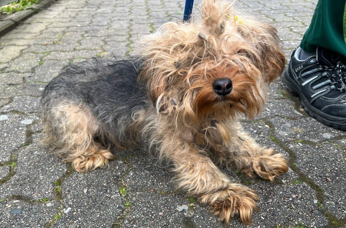 In Peine sind drei verwahrloste Hund gefunden worden. Womöglich gehörten sie zusammen.