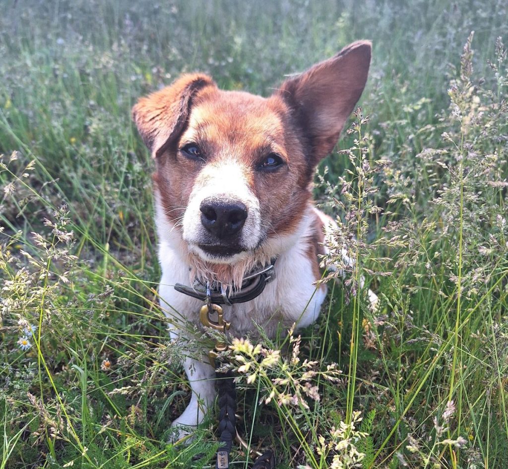 Jack Russell Terrier Peeves