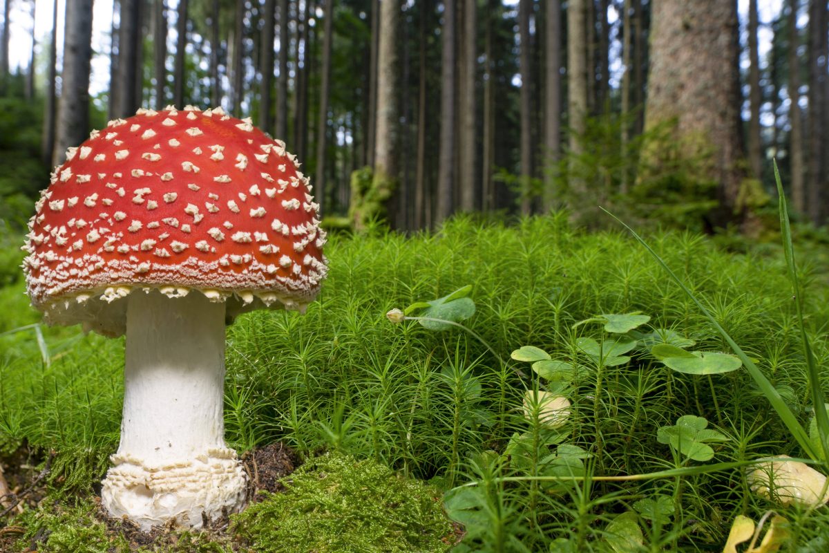 Ein Wendeburger hat einen Fliegenpilz gegessen und ist dann ausgetickt.