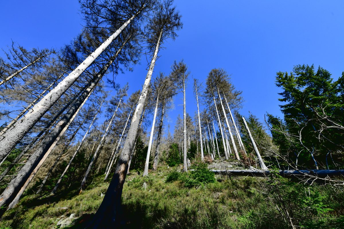 Harz