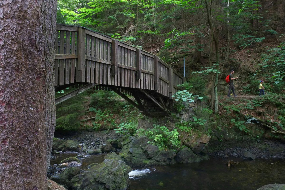 Wenn du im Harz einem kleinen Zorro begegnest, sag Bescheid!