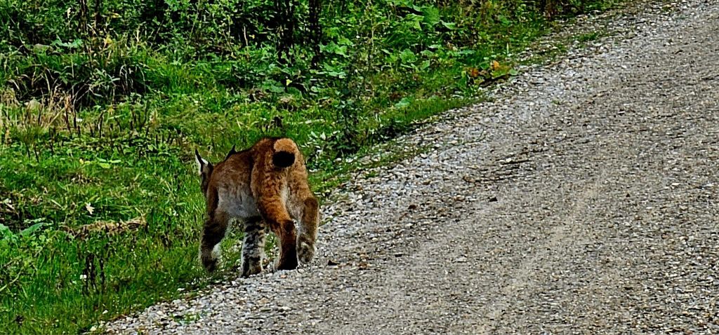 harz