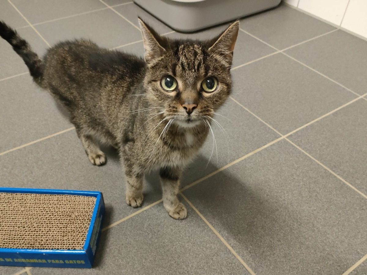 Katze Yunin im Tierheim Salzgitter