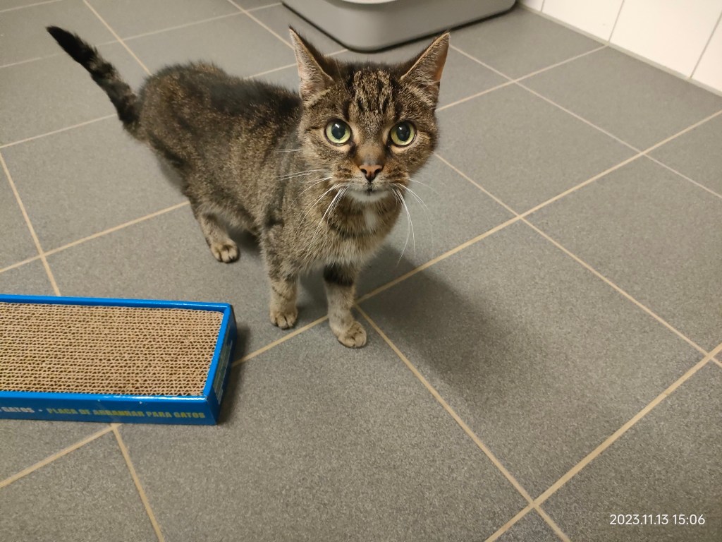 Katze Yunin im Tierheim Salzgitter