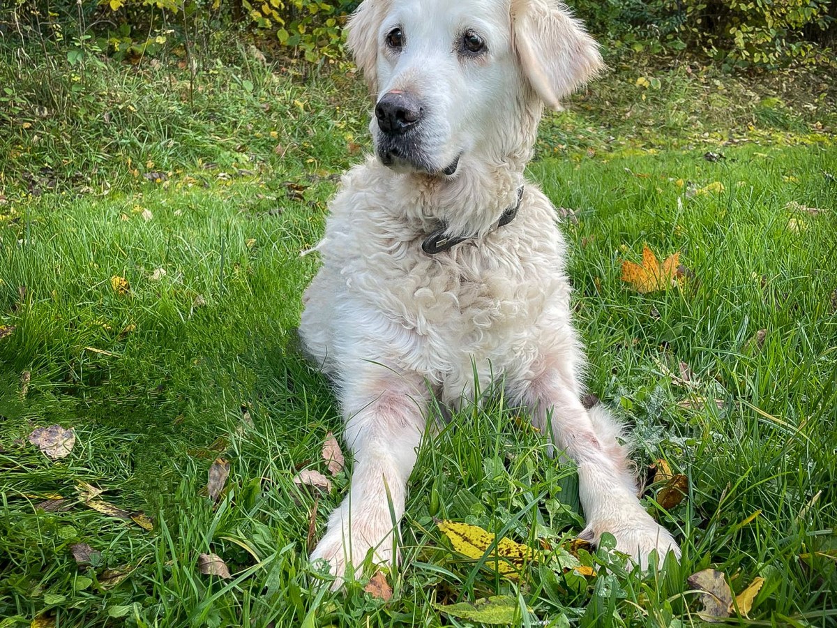 Golden Retriever Ben im Tierheim Salzgitter