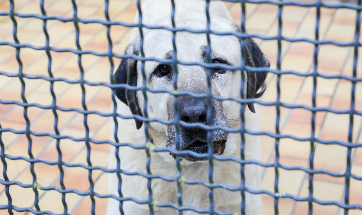 An Heiligabend ist in Hannover ein Hund gefunden worden, dem es extrem schlecht ging. Sein Schicksal bewegt inzwischen Tausende.