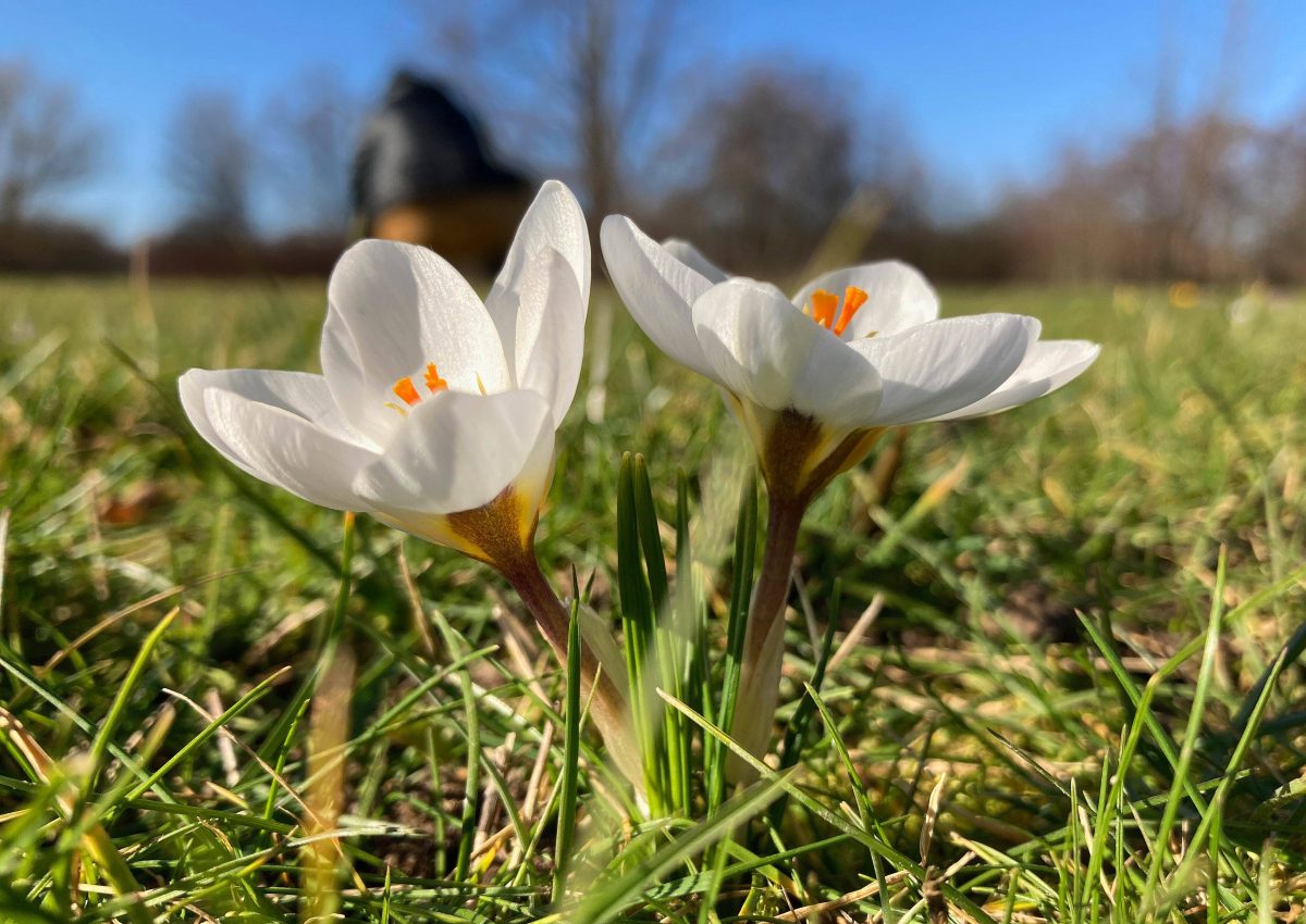 Das Wetter in Niedersachsen nimmt Kurs auf den Frühling. (Archivbild)