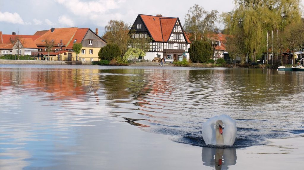 Wurde Schwan "Paul" verscheucht? Die Stadt kontert auf den Shitstorm im Netz.