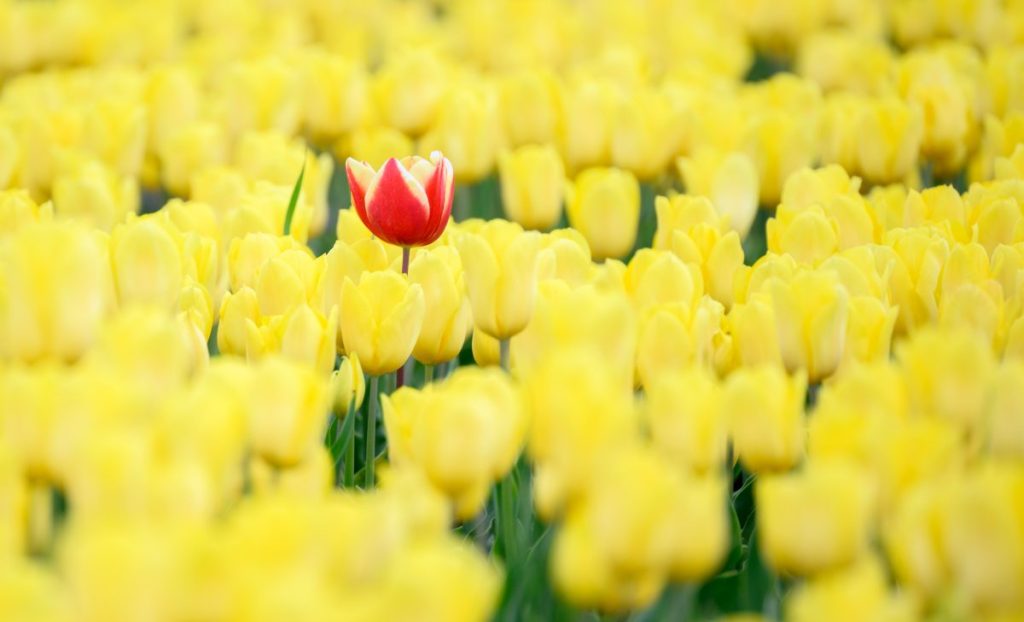 Die Zwiebeln werden zu einem Partnerbetrieb in den Niederlanden gebracht und dort von Tulpen-Profis weiter zu Schnittblumen verarbeitet, die dann im folgenden Jahr von Januar bis April in der Region verkauft werden können.