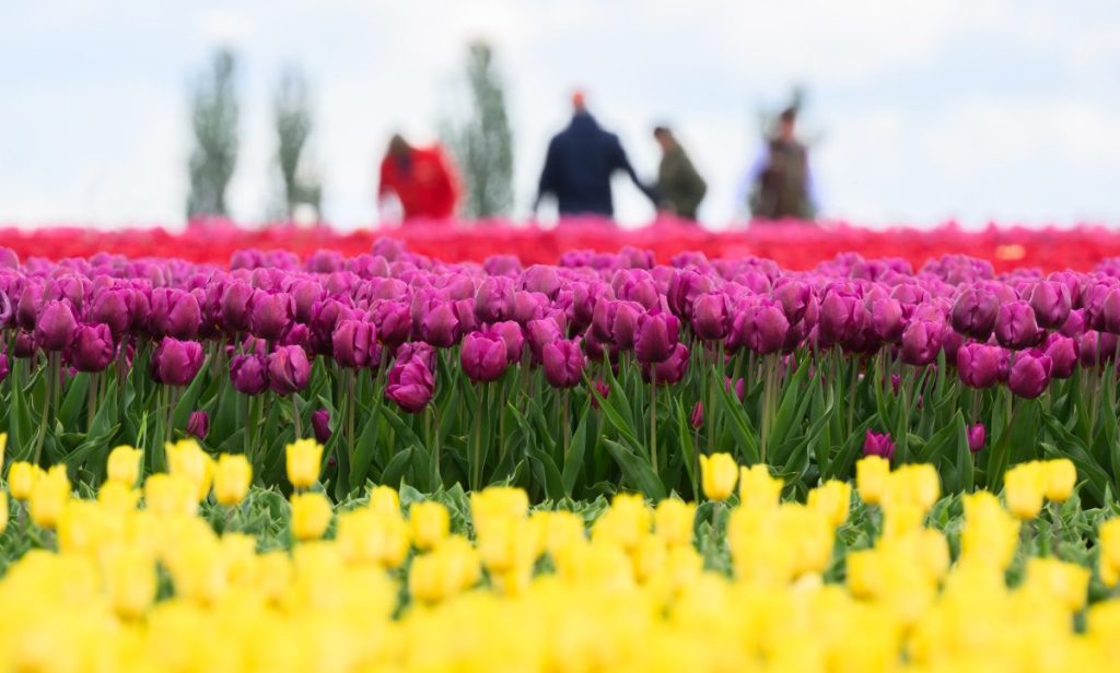 Das Blütenmeer besteht aber nur wenige Tage, bevor die Tulpenköpfe abgemäht werden. Das Betreten der Felder ist nicht erlaubt. Um dem Interesse gerecht zu werden, bieten die Landwirte am Sonntag (21. April) einen Tag des offenen Tulpenfeldes an, an dem Besucher begleitet werden. 

