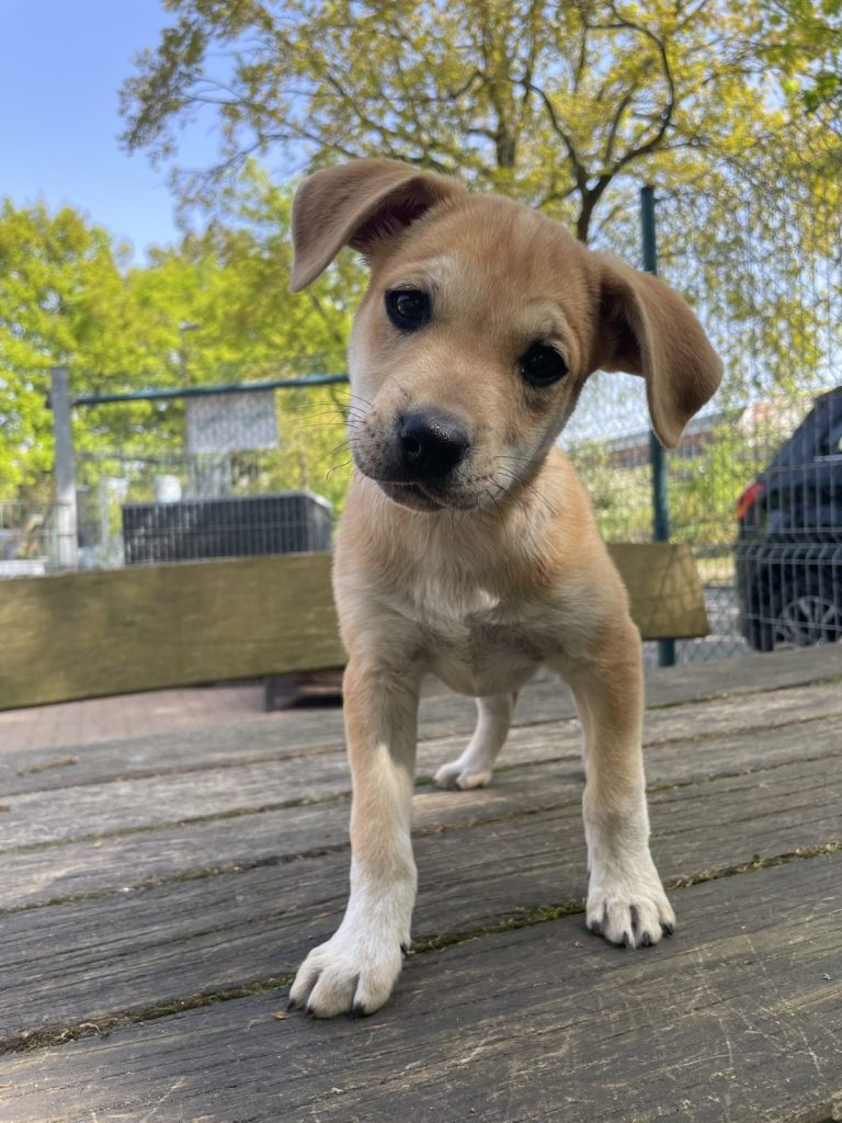 Spirit und seine beiden Geschwister wurden in Peine ausgesetzt.