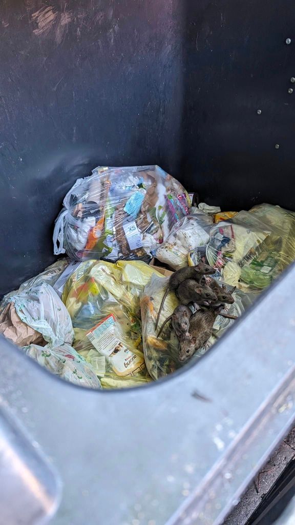 In einer Mülltonne in Salzgitter sind Ratten entdeckt worden.
