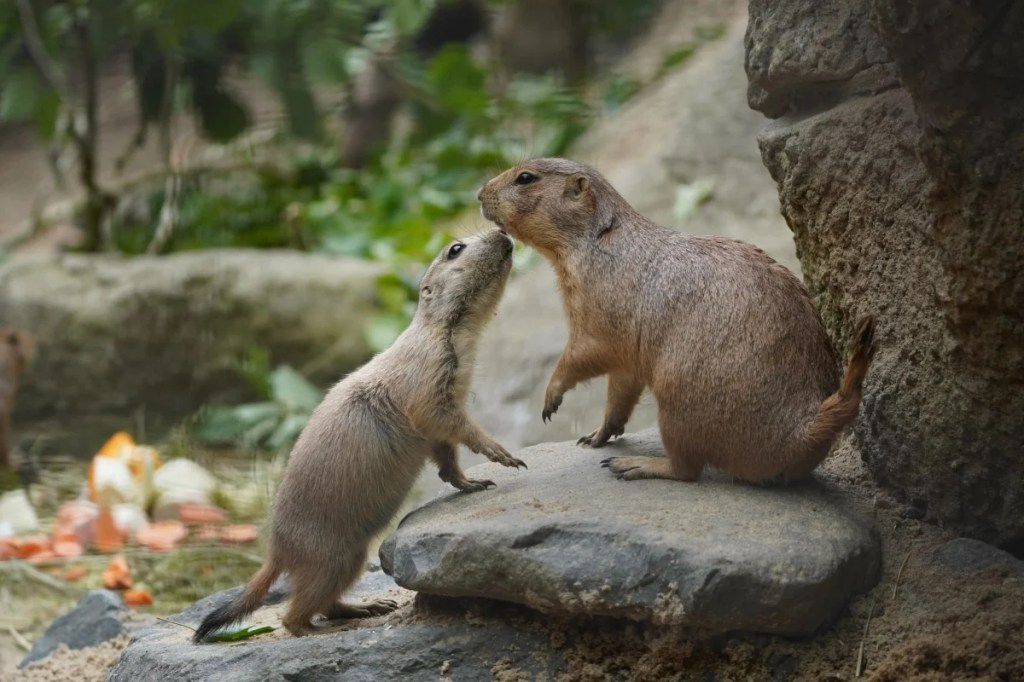 Zoo Hannover