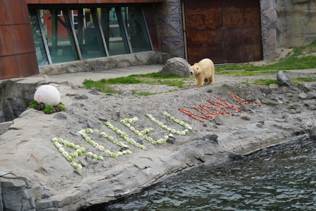 Adieu Nana - die junge Eisbärin wurde mit einem großen Buffet verabschiedet .