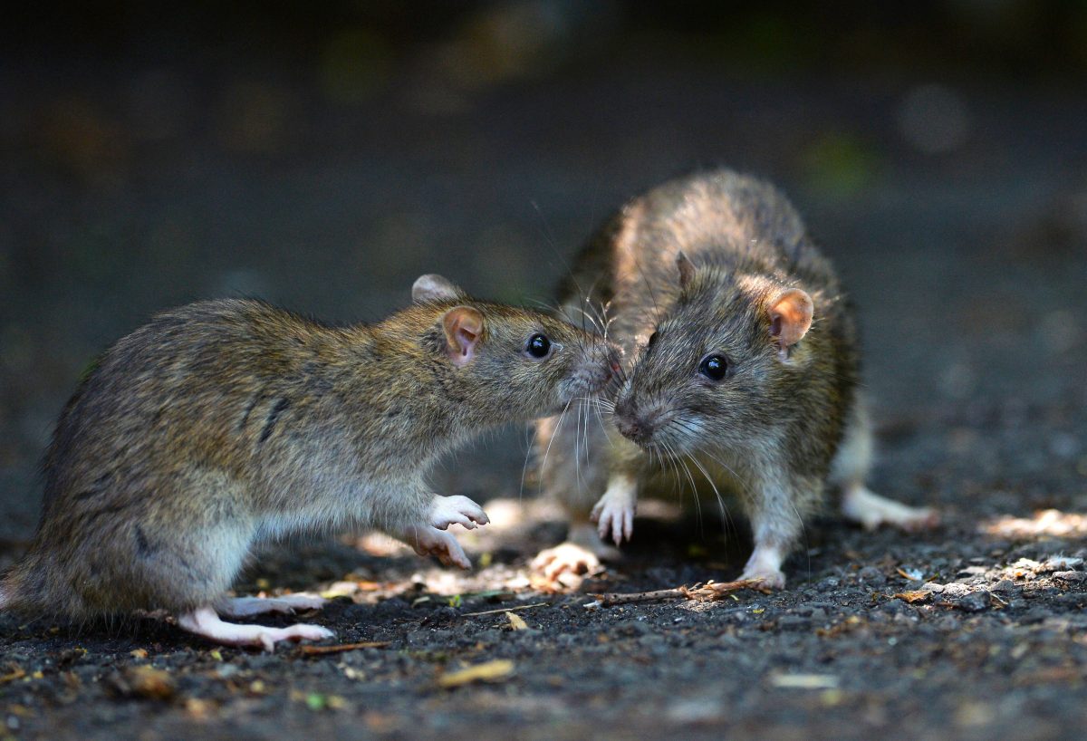 Ratten kÃ¶nnen Krankheiten Ã¼bertragen und sind nach fachlicher EinschÃ¤tzung des Robert Koch-Instituts als GesundheitsschÃ¤dlinge zu klassifizieren.
