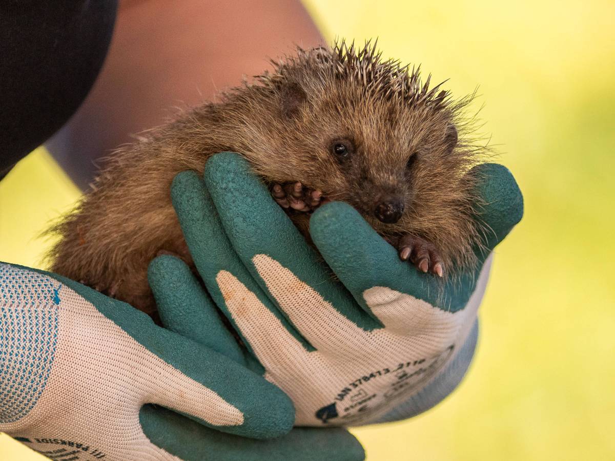 Igel im Harz