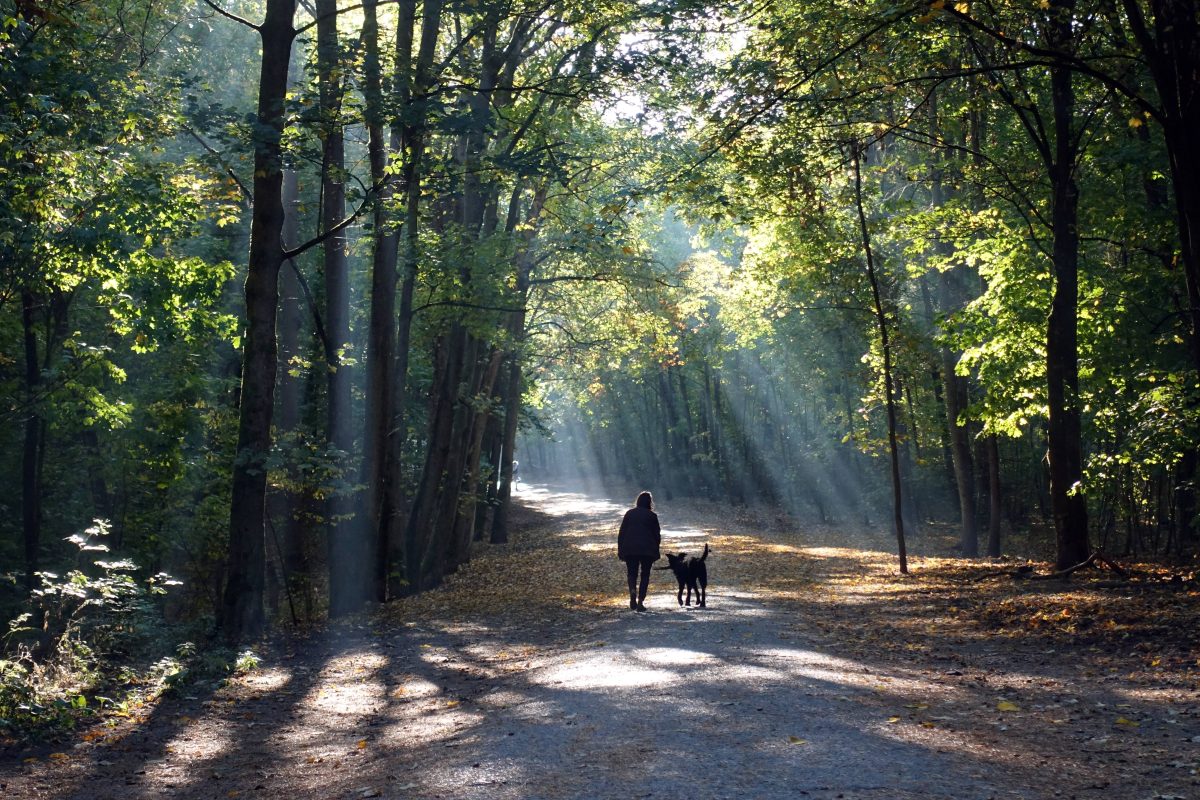 Eine Frau ist bei ihrer Gassirunde in Hattorf angegriffen worden. (Symbolbild)