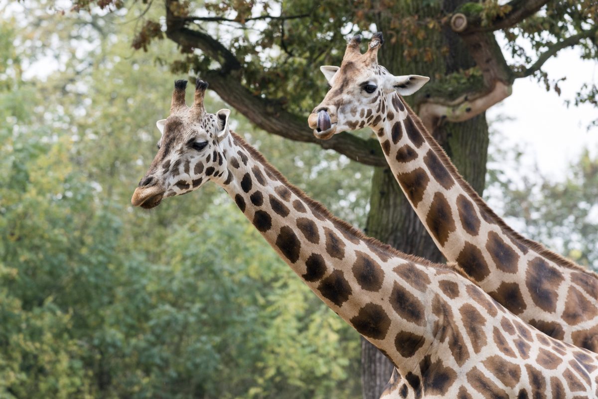 Zwei Giraffen im Zoo Hannover.