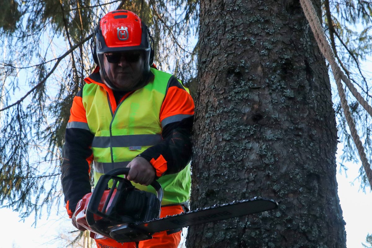 Weihnachtsbaum zu hässlich – Stadt macht Rückzieher