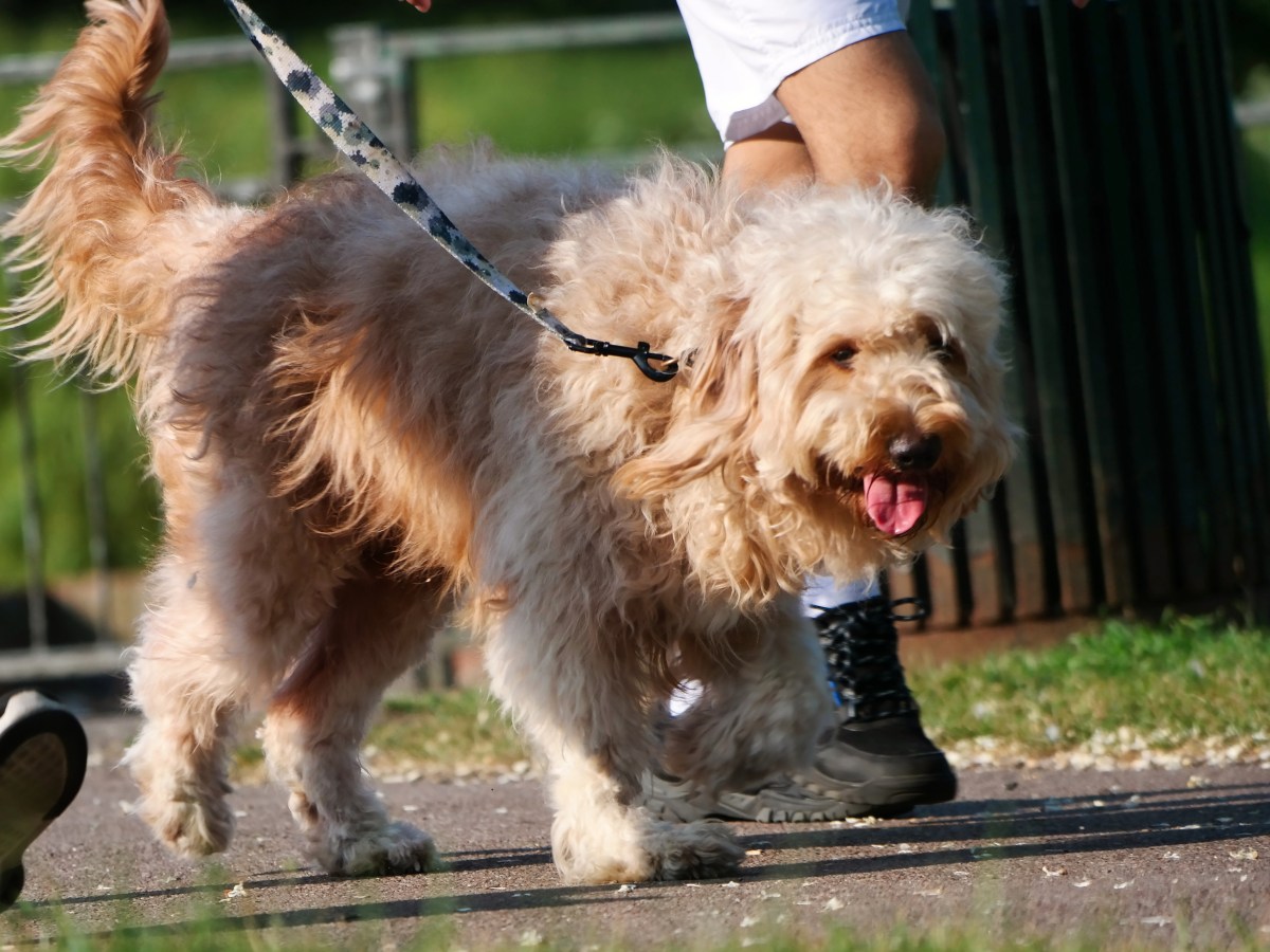 Hund an der Leine in einem Park