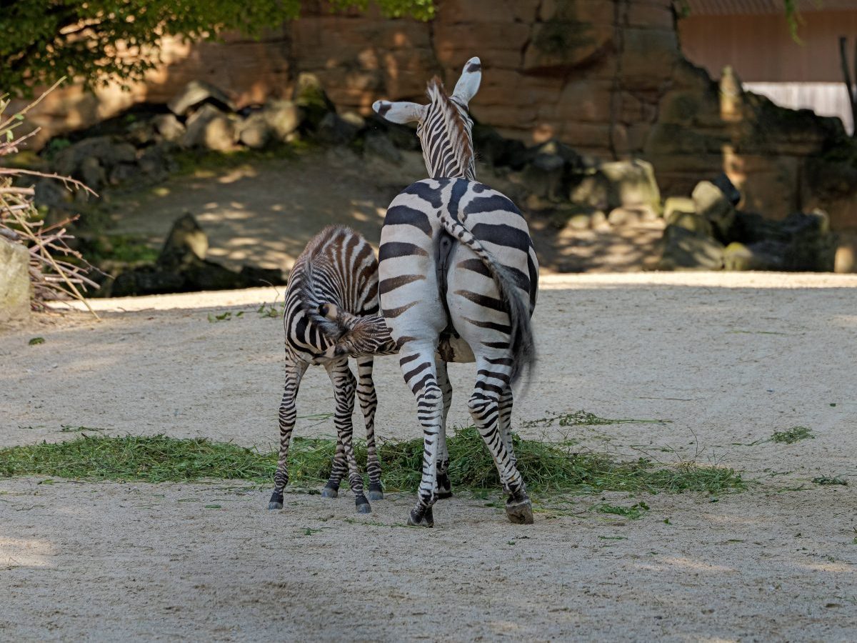 Zoo Hannover