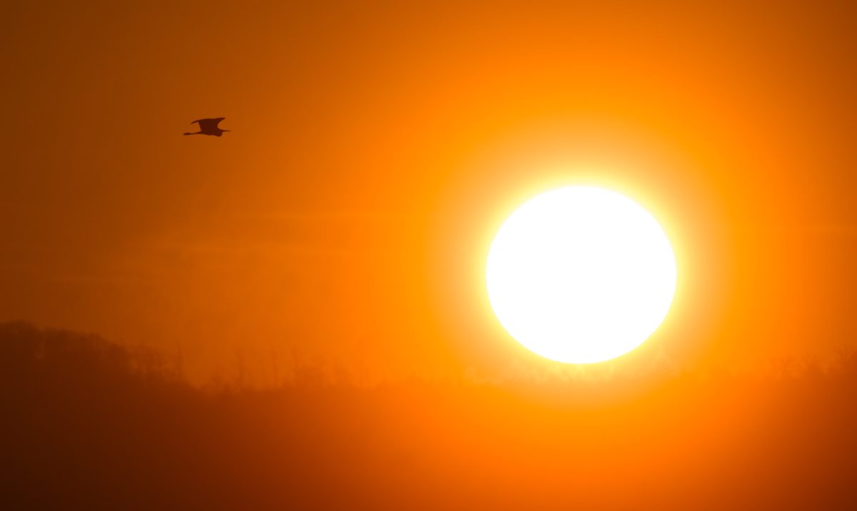 Ein Graureiher fliegt vor der aufgehenden Sonne und Nebelschwaden im Landkreis Hildesheim in Niedersachsen (Symbolbild)