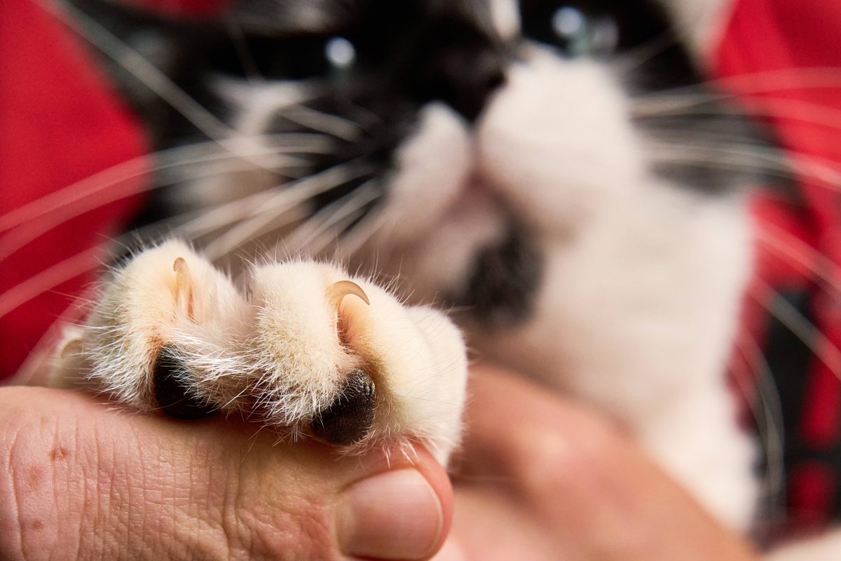 Schwarz, Weiße Katze mit Nahaufnahme von den Krallen (Symbolbild Braunschweig)