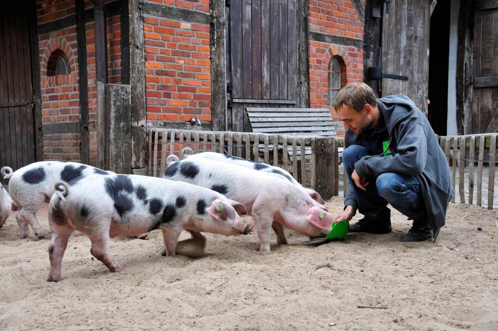 Mann streichelt bunte Bentheimer Schweine im Tierpark Nordhorn,