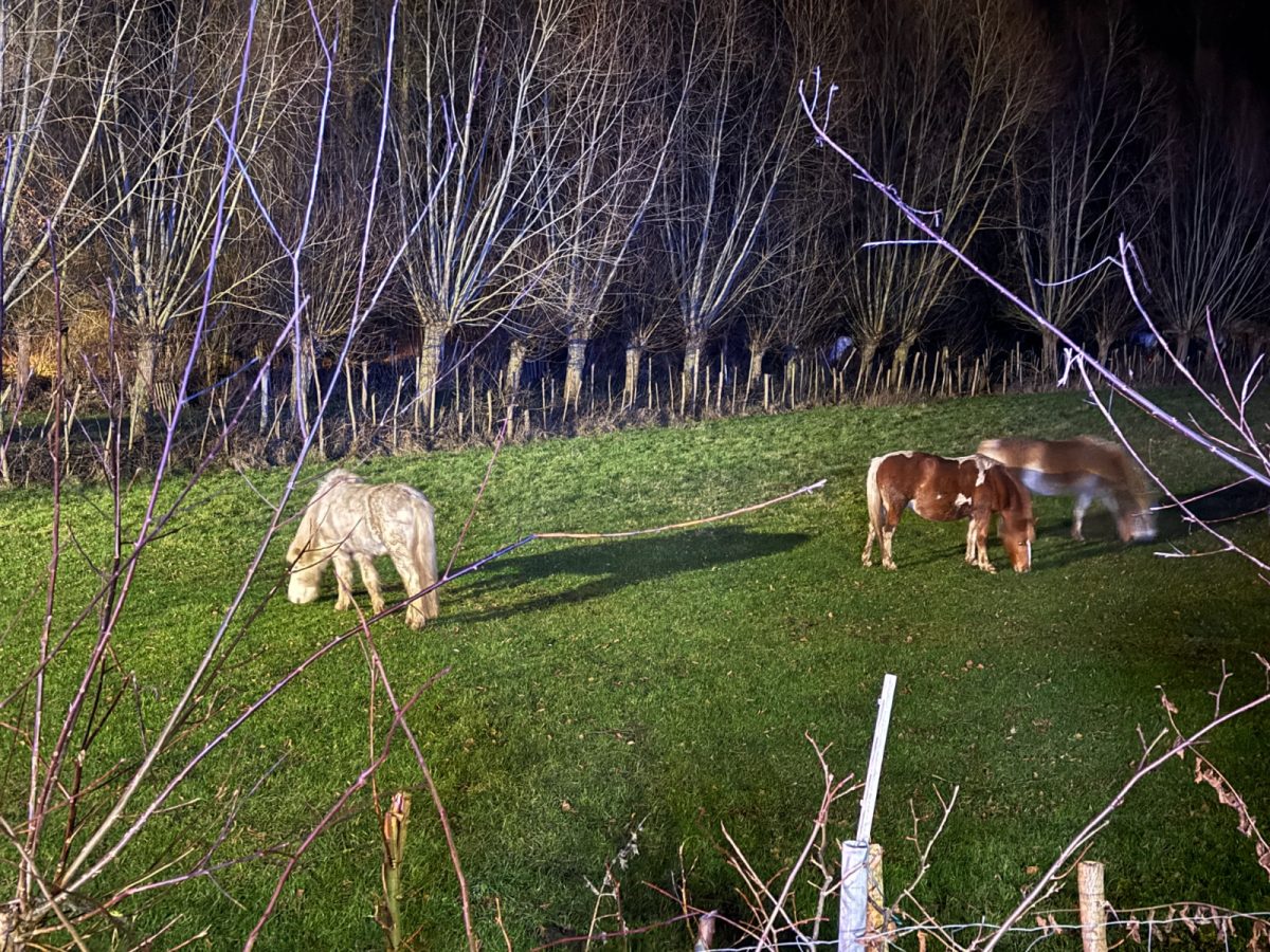 Drei Pferde sind in der Nacht mit dem Schrecken davon gekommen.