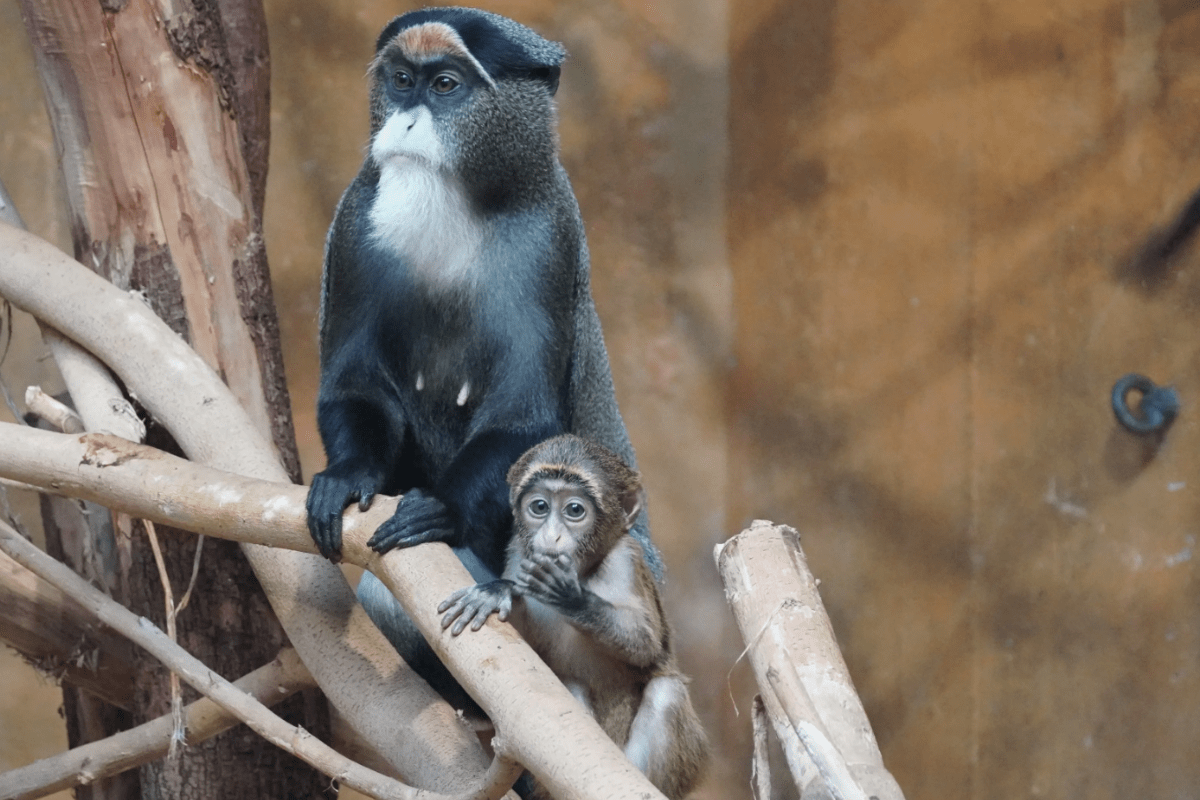 zoo hannover